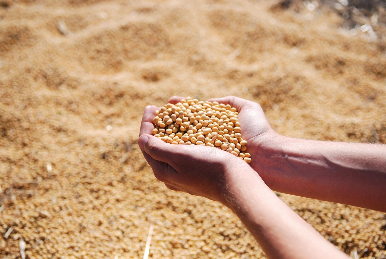 Soybean Market Jolted by U.S.-China Trade Standoff